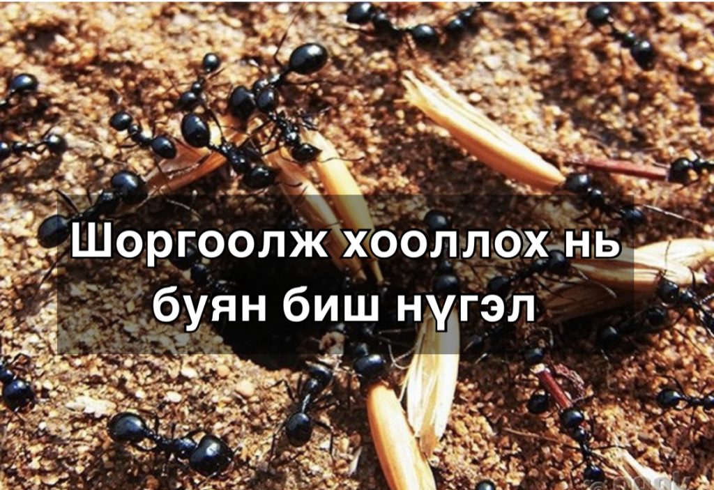 Шоргоолж хооллох нь буян биш нүгэл болж экологийн тэнцвэр алдагдуулдаг