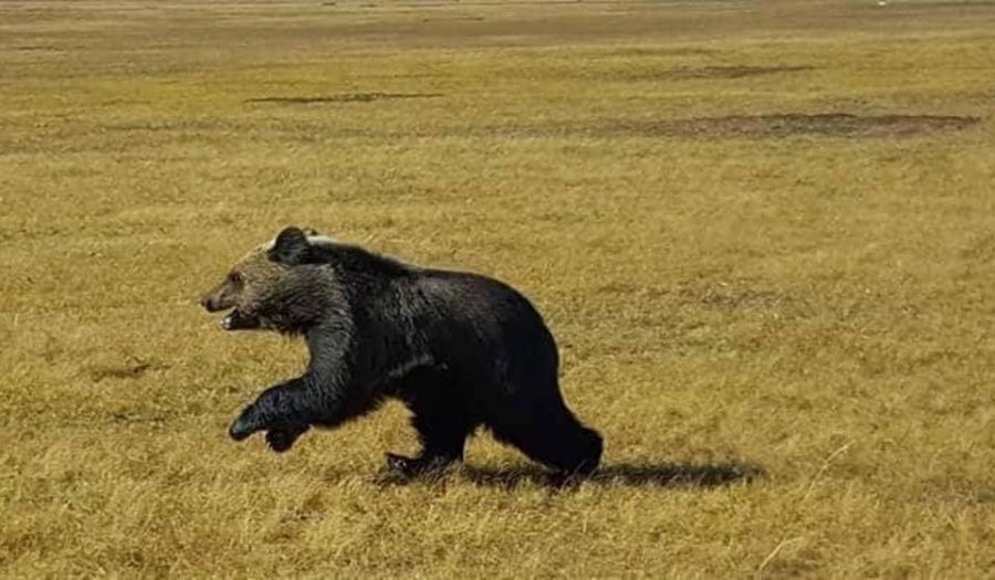 Хөвсгөл аймагт баавгай айлын мал руу дайрчээ