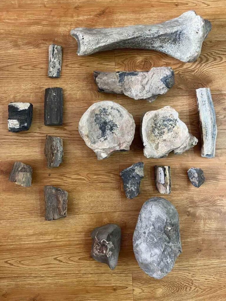 Үлэг гүрвэлийн чулуужсан яснууд худалдахыг завдсан хүнийг шалгаж байна