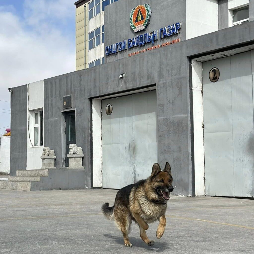 Гурван хүний амь аварсан аврагч нохой Жонни нас эцэслэжээ